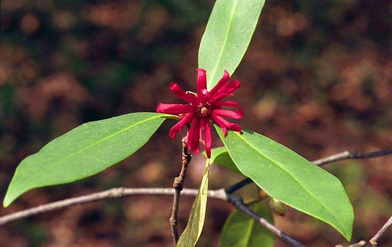closeup of red flower with three leaves